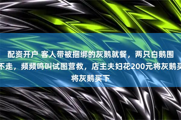 配资开户 客人带被捆绑的灰鹅就餐，两只白鹅围着不走，频频鸣叫试图营救，店主夫妇花200元将灰鹅买下